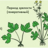 Šta dodati pri sadnji ribizle u rupu, šta staviti u rupu